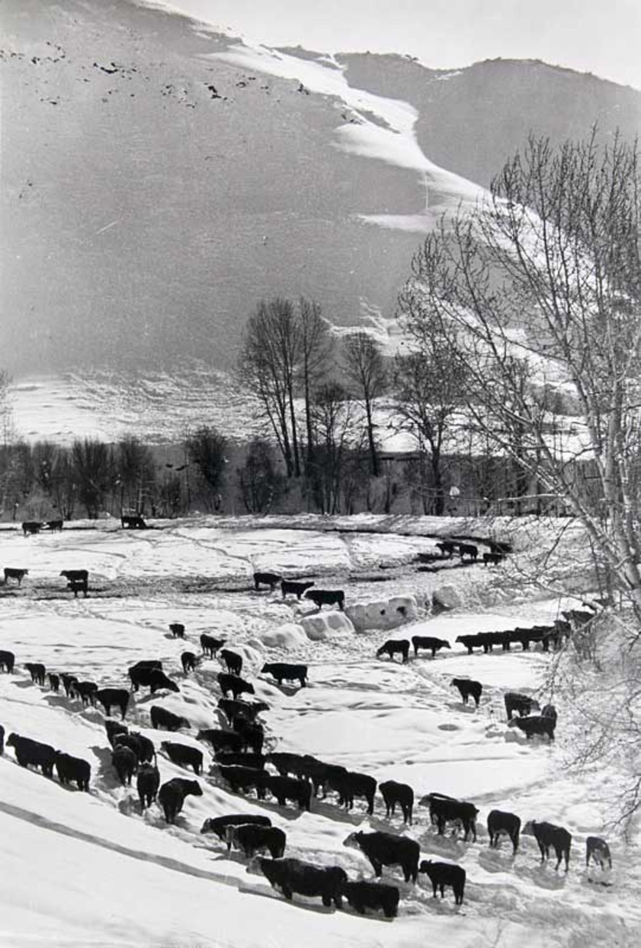 Eisenstaedt, Alfred. (1898 Dierschau). Cattle looking for food in the Utah mountains. 1937.