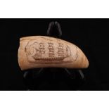 19thc Scrimshaw Whale Tooth of three masted Man of War Ship. 6"l From a Massachusetts collection