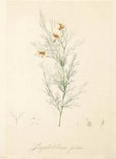 Pierre Joseph Redouté1759 St. Hubert - 1840 Paris - "Gompholobium furcellatum" - Kolor. Kupferstich.