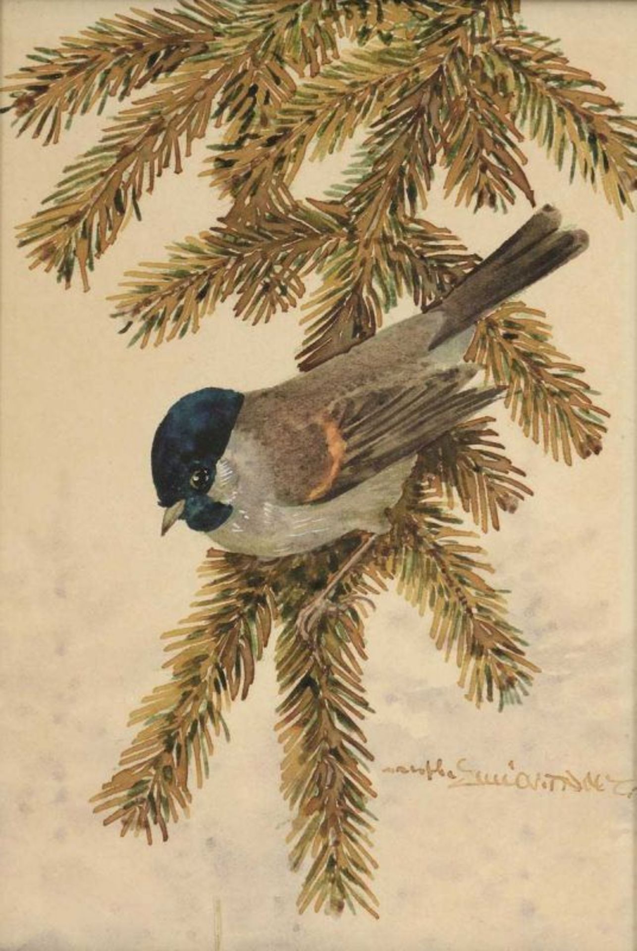 Karl Schicktanz Dresdener Künstler um 1900 - Vogeldarstellungen - Vier Aquarelle/Papier. Bis zu 17,5