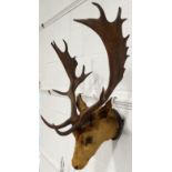 Mounted Stags head