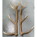 PAIR ANTLERS