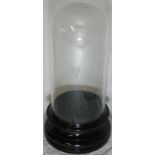 VICT GLASS DOME TO EBONY BASE (12'H)