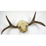 Pair of antlers, approximately 78cm wide