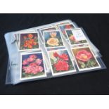 Cigarette card sets in sleeves - Ogdens The Blue Riband of the Atlantic 1929, Wills Roses (L)