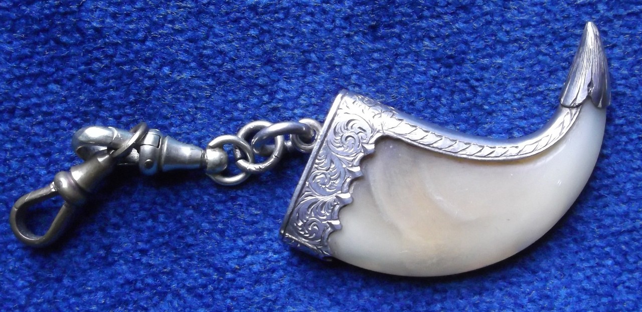 Jewellery, silver mounted tiger's claw with pendant attachment (gd) (1)