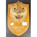 Taxidermy oak shield mounted otter's head by Army & Navy C.S.L., the shield inscribed 'FISHWICK