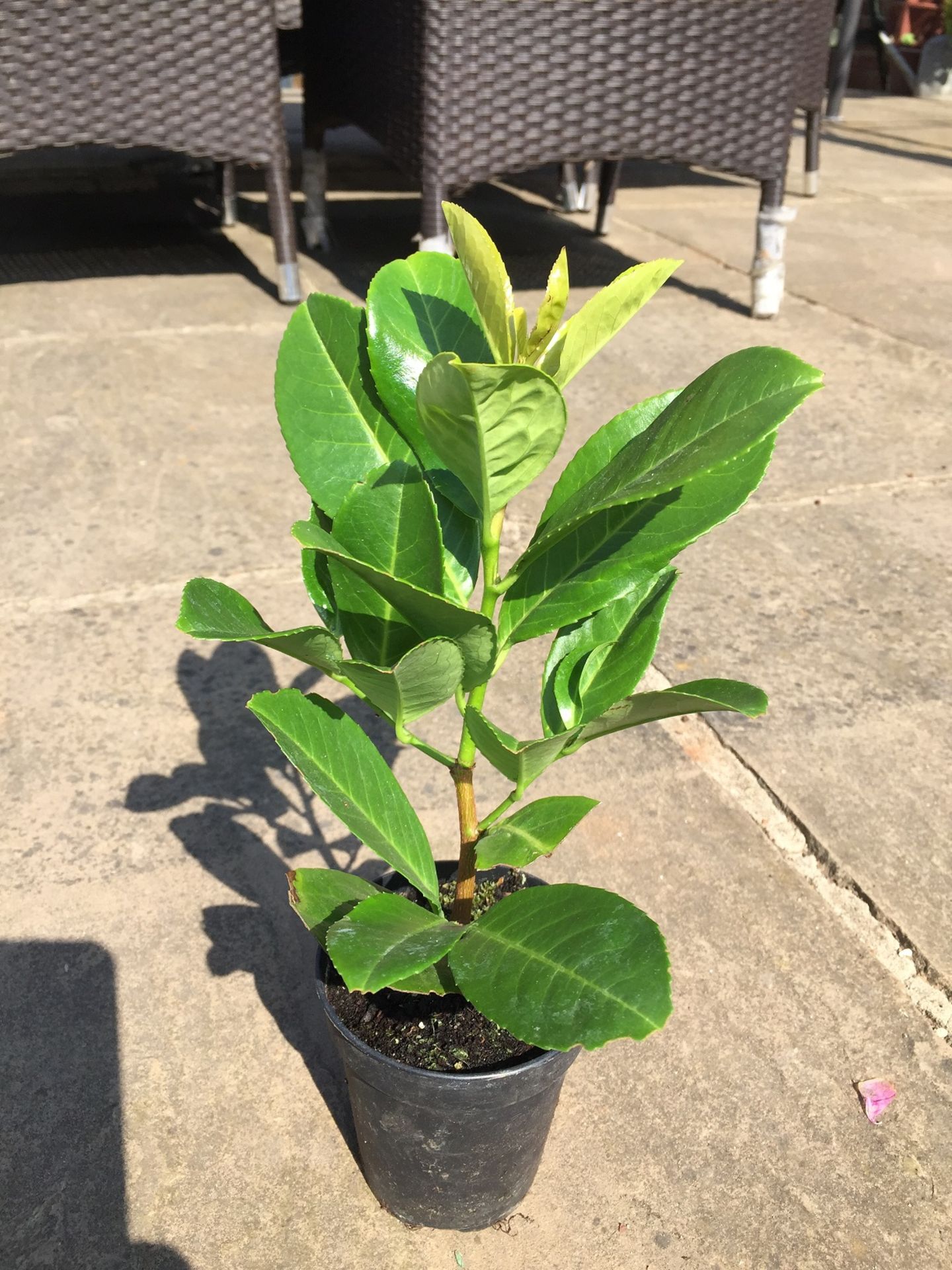 100 x Fabulously healthy Cherry Laurels  30-35cm + in pots - Image 2 of 2