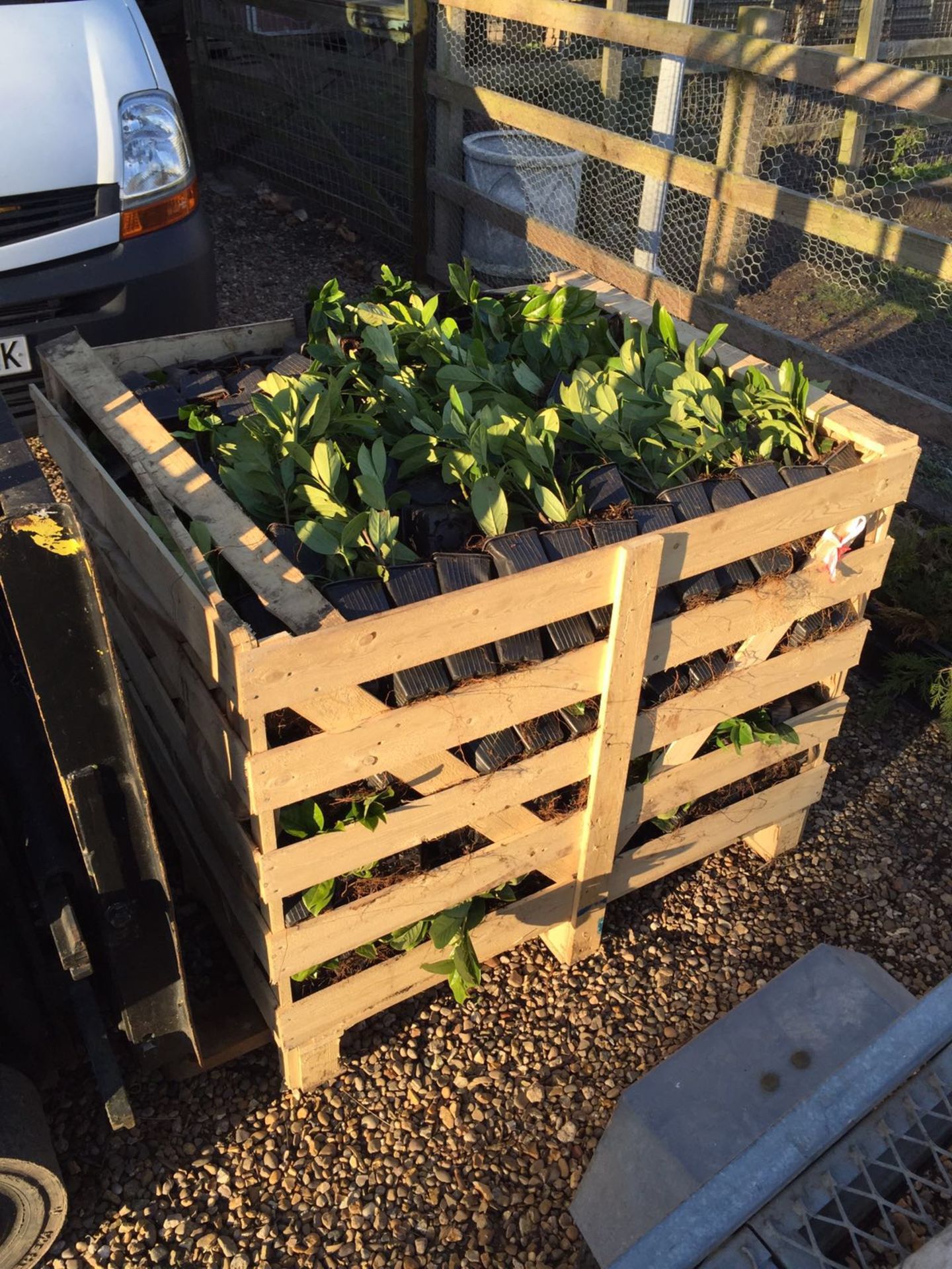 1000 x Fabulously healthy Cherry Laurels ARRIVED TODAY, STILL IN CRATE - READY TO GO! *PLUS VAT* - Bild 2 aus 5