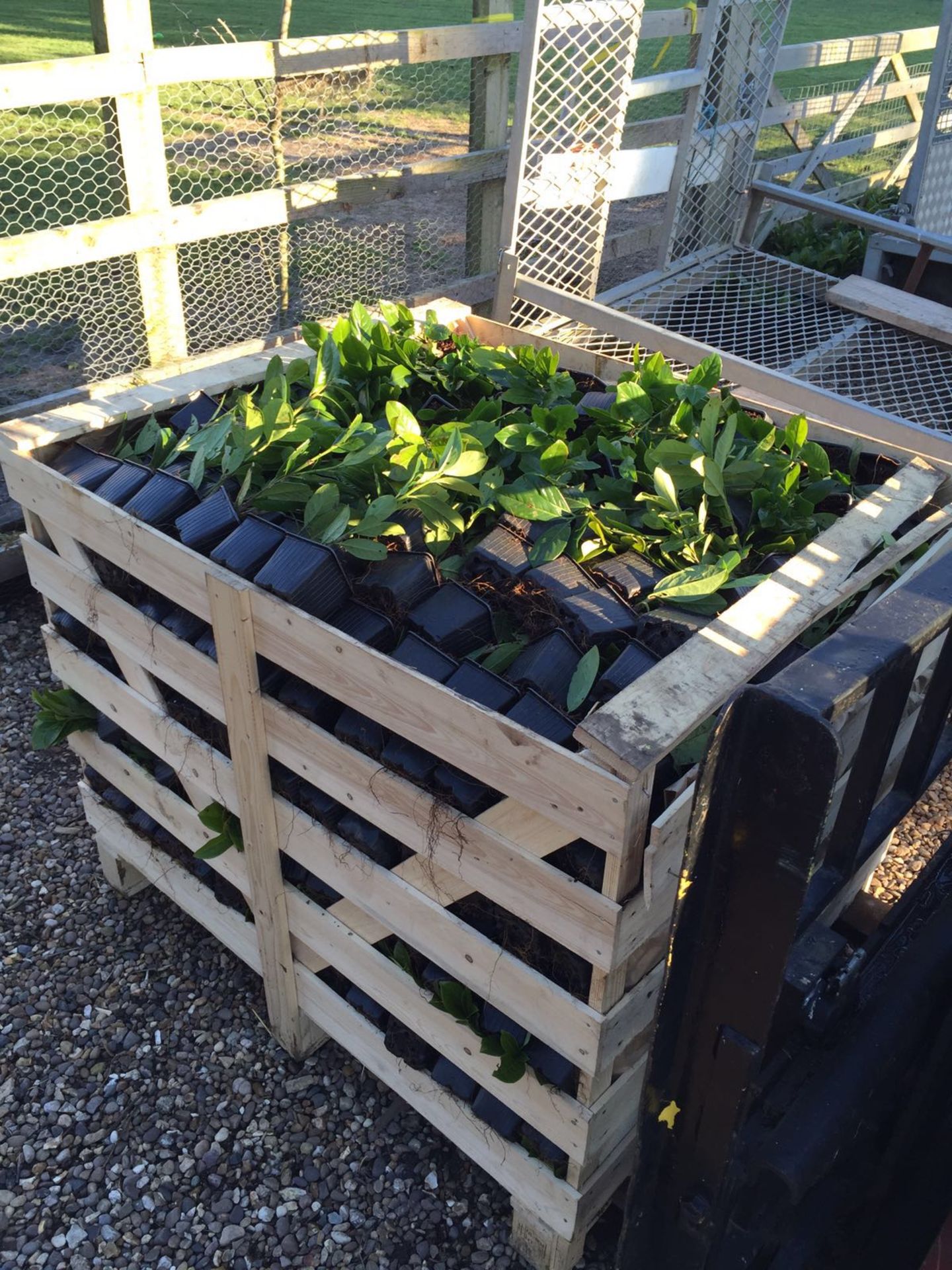 1000 x Fabulously healthy Cherry Laurels ARRIVED TODAY, STILL IN CRATE - READY TO GO! *PLUS VAT*