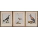 Folge von 3 kolorierten Lithographien "Vögel", 19. Jhd. Blattgrößen je ca. 24 x 19 cm, Rahmen
