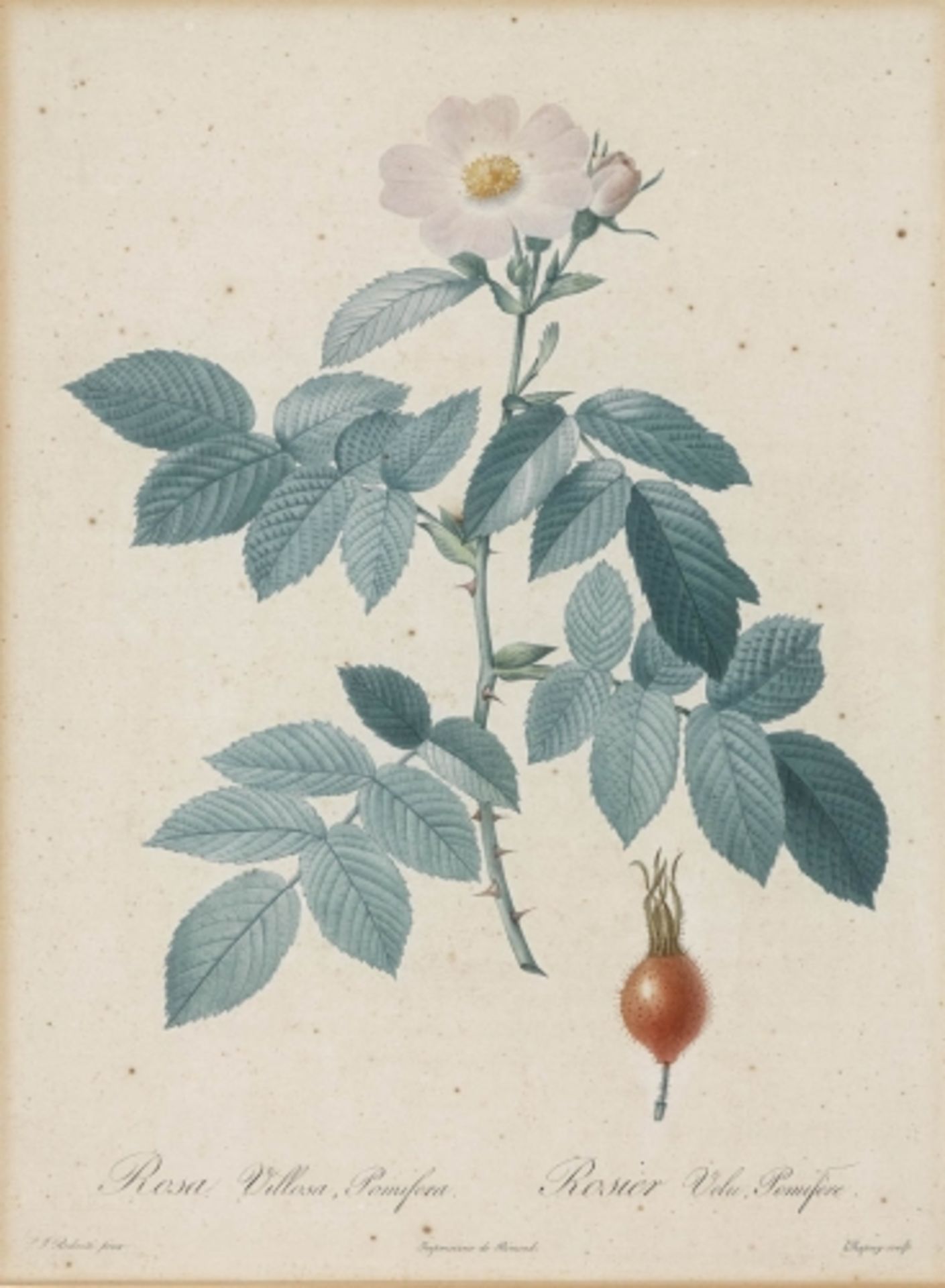 Redouté, Pierre Joseph1759 St. Hubert - 1840 Paris, nach"Rosa faetida" - "Rosa Villosa,