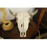 TAXIDERMY - A large bulls skull with horns, which