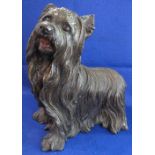 Cased bronze composition fireside Yorkshire Terrier.