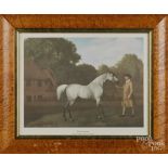 Three contemporary horse prints, together with a sailboat print, in bird's-eye maple frames, largest