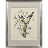 After John James Audubon (American 1785-1851), Loggerhead Shrike, Plate LVII, hand colored engraving