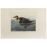 After John James Audubon (American 1785-1851), American Scoter Duck, Plate CCCCVIII, hand colored