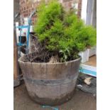 Two Old Steel Hooped Oak Planters