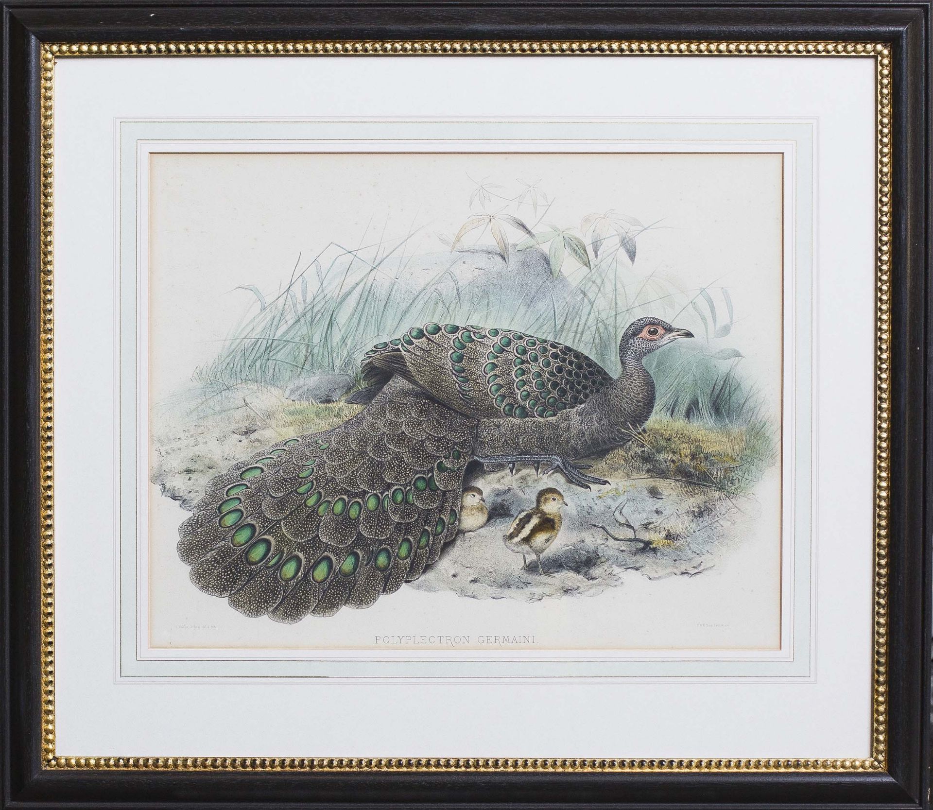 Hand-coloured lithograph Polyplectron Germaini [Germain's Peacock Pheasant] Joseph Wolf by J.