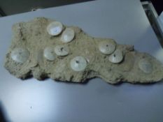A large plaque of echinoid fossils 62cm by 23cm
