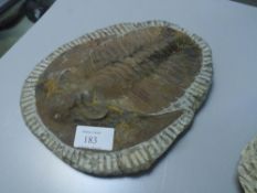 Fossil Trilobite Cambropallas Telesto, in a matrix 23cm by 18cm