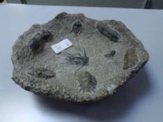 A striking carved stone bowl incorporating various fossilised trilobites, diameter 28cm