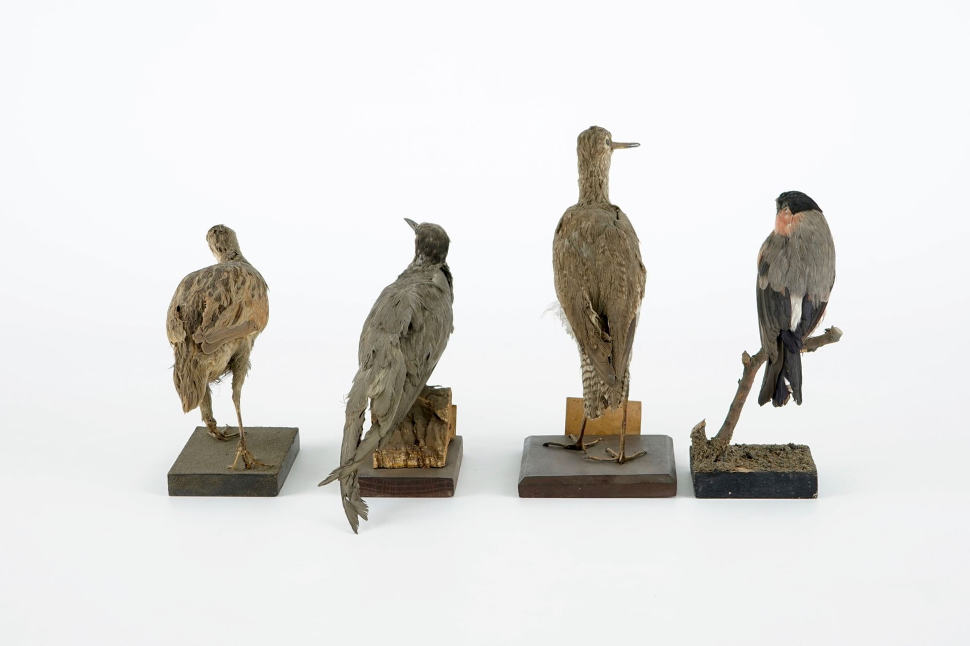 A collection of 20 birds and a nest, taxidermy, 19/20th C. H.: 23,5 cm (the tallest) Several - Image 20 of 21