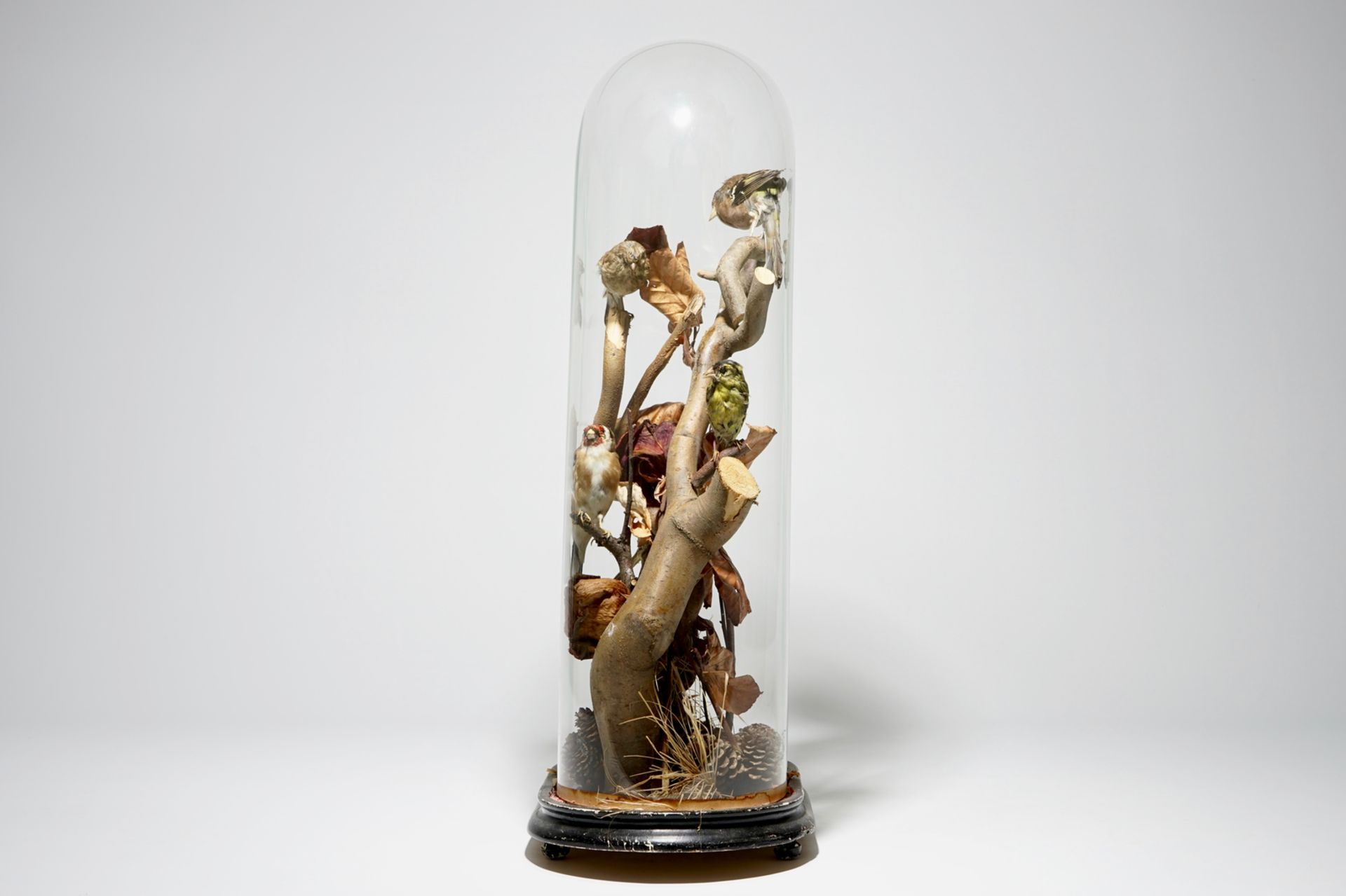 Birds on a branch, presented under glass dome, taxidermy, early 20th C. H.: 57,5 cm Condition - Image 4 of 4