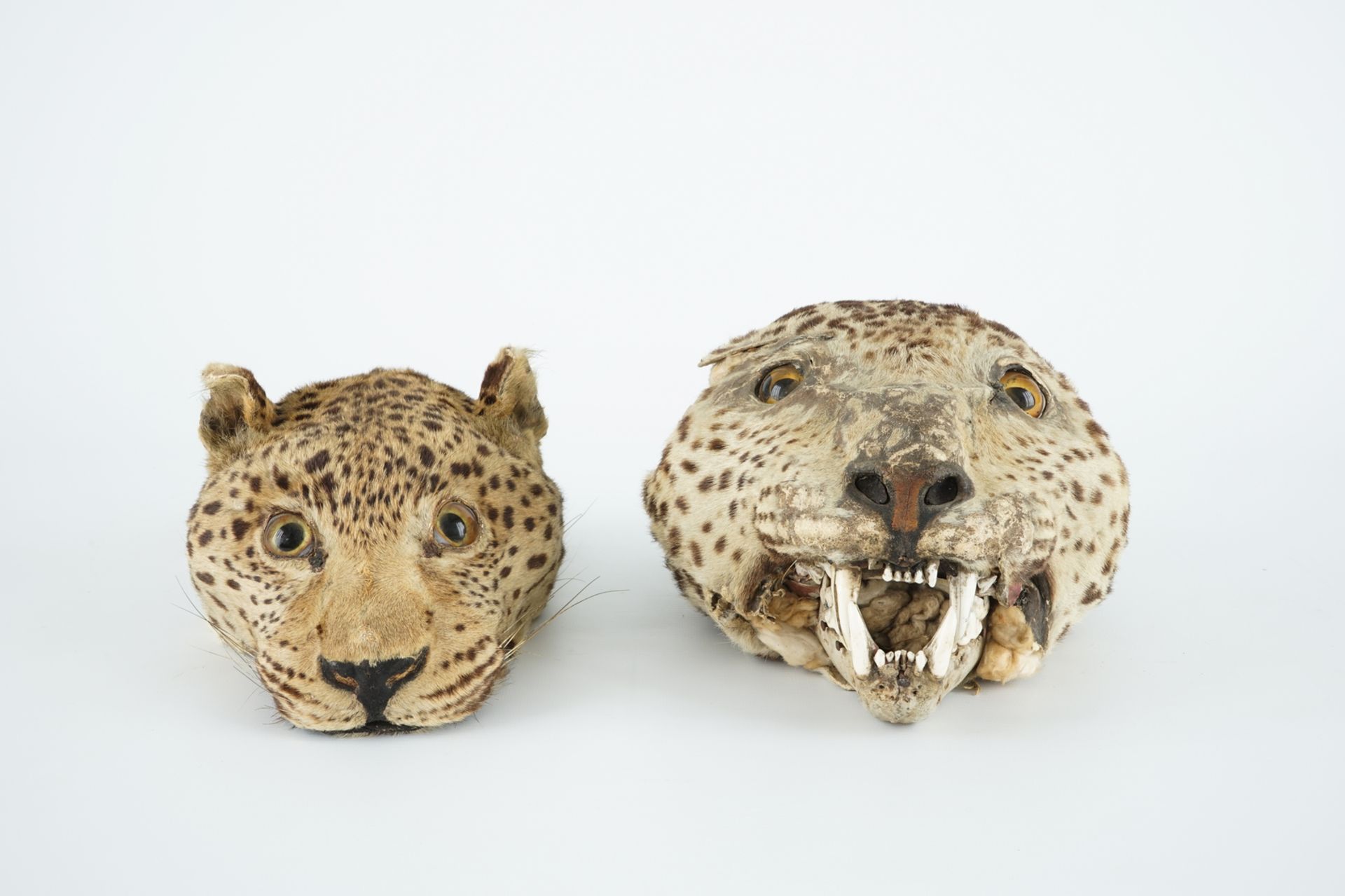 Two antique taxidermy panther's heads, 19th C. H.: 13 cm Condition reports and high resolution