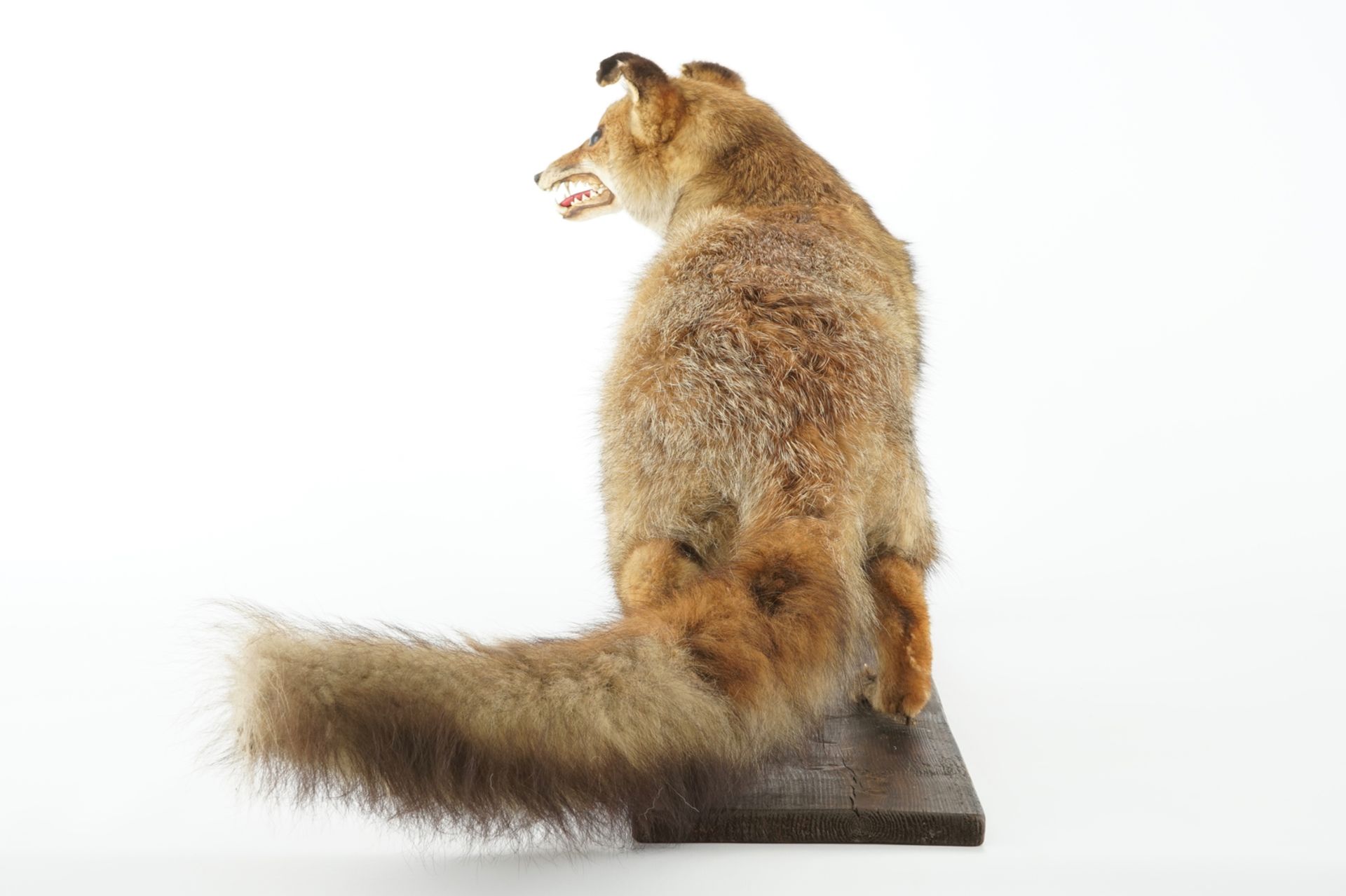 A fox on a wooden base, taxidermy, ca. 1930 L.: 90 cm - H.: 45 cm Condition reports and high - Image 3 of 5