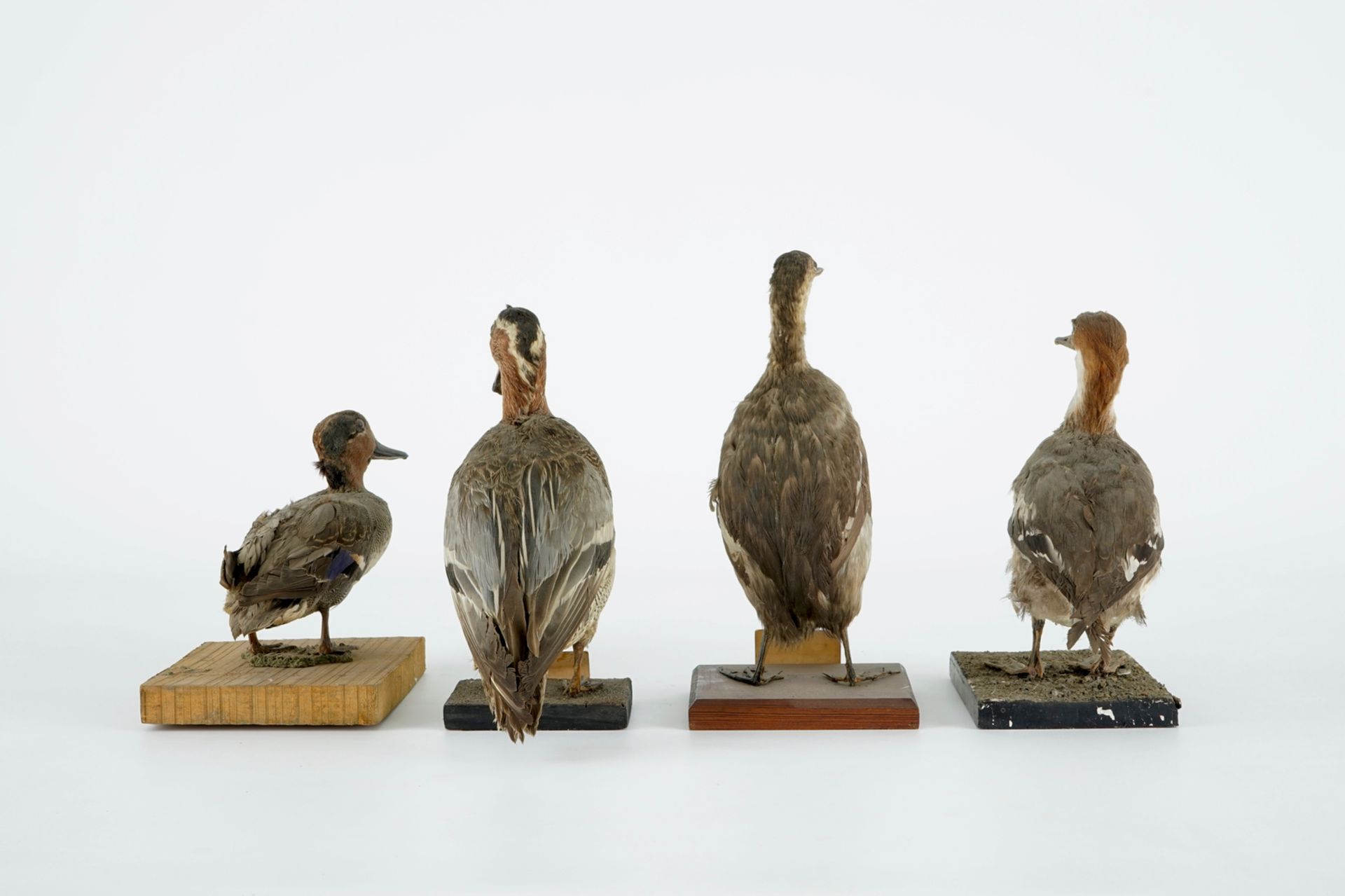 A collection of 15 birds, taxidermy, 19/20th C. H.: 33 cm (the tallest) Several labelled "Collection - Image 4 of 21