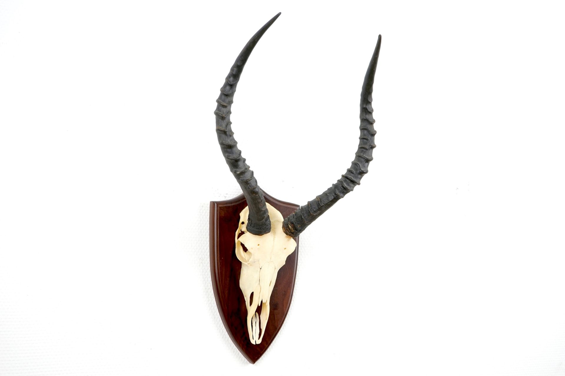 An impala skull with horns, mounted on wood, late 20th C. H.: 57,5 cm - W.: 31,5 cm Condition - Image 2 of 6