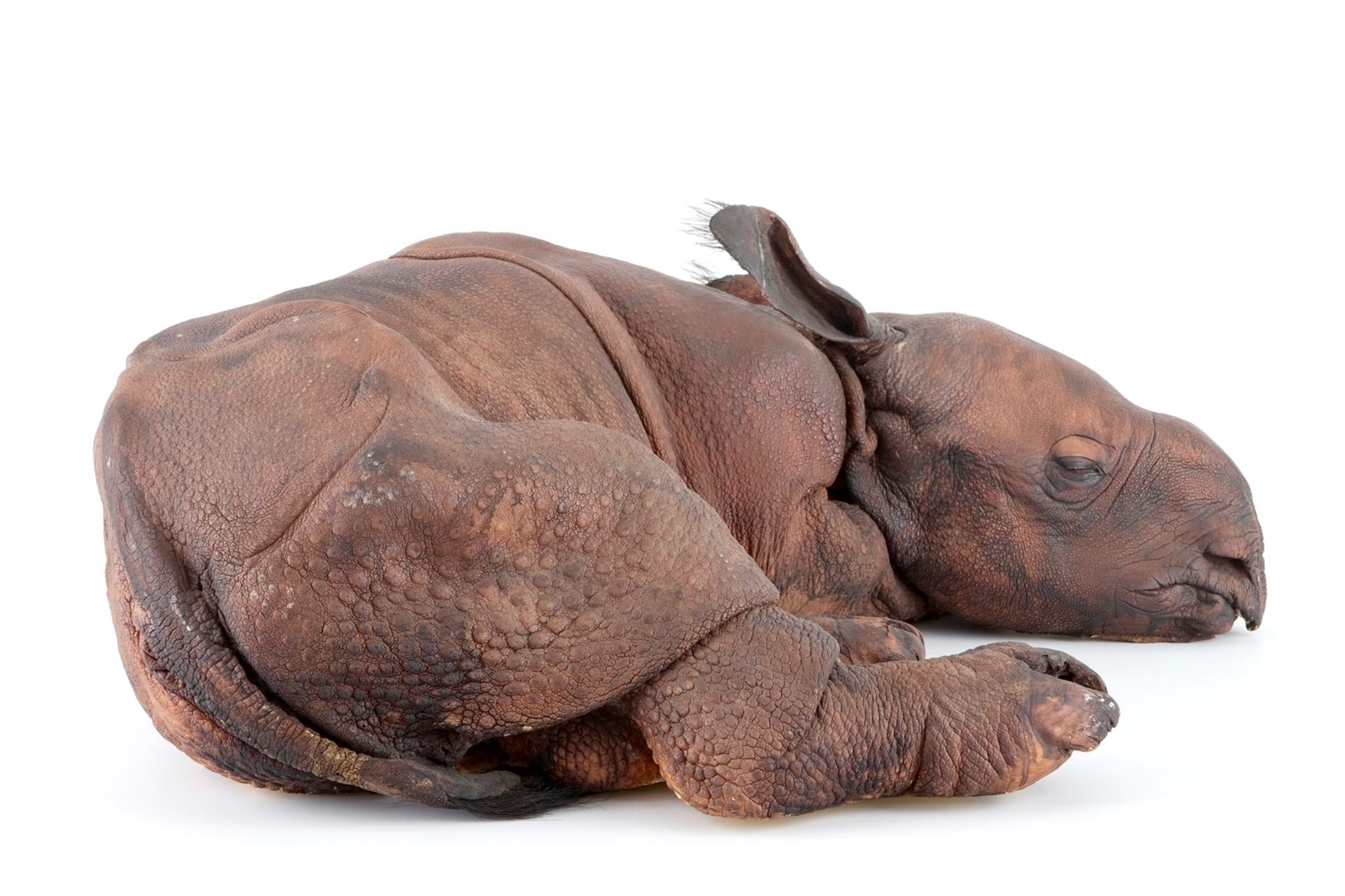 Dirk Claesen: a replica of a young rhinoceros, late 20th C. L.: 83 cm - W.: 65 cm - H.: 29 cm - Image 6 of 9