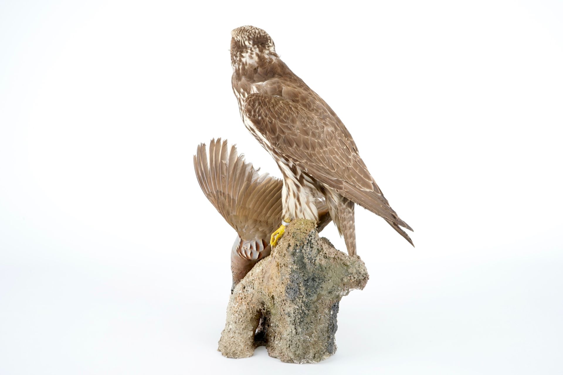 A saker falcon with a rock partridge as its prey, modern taxidermy H.: 52 cm Condition reports and - Image 3 of 8