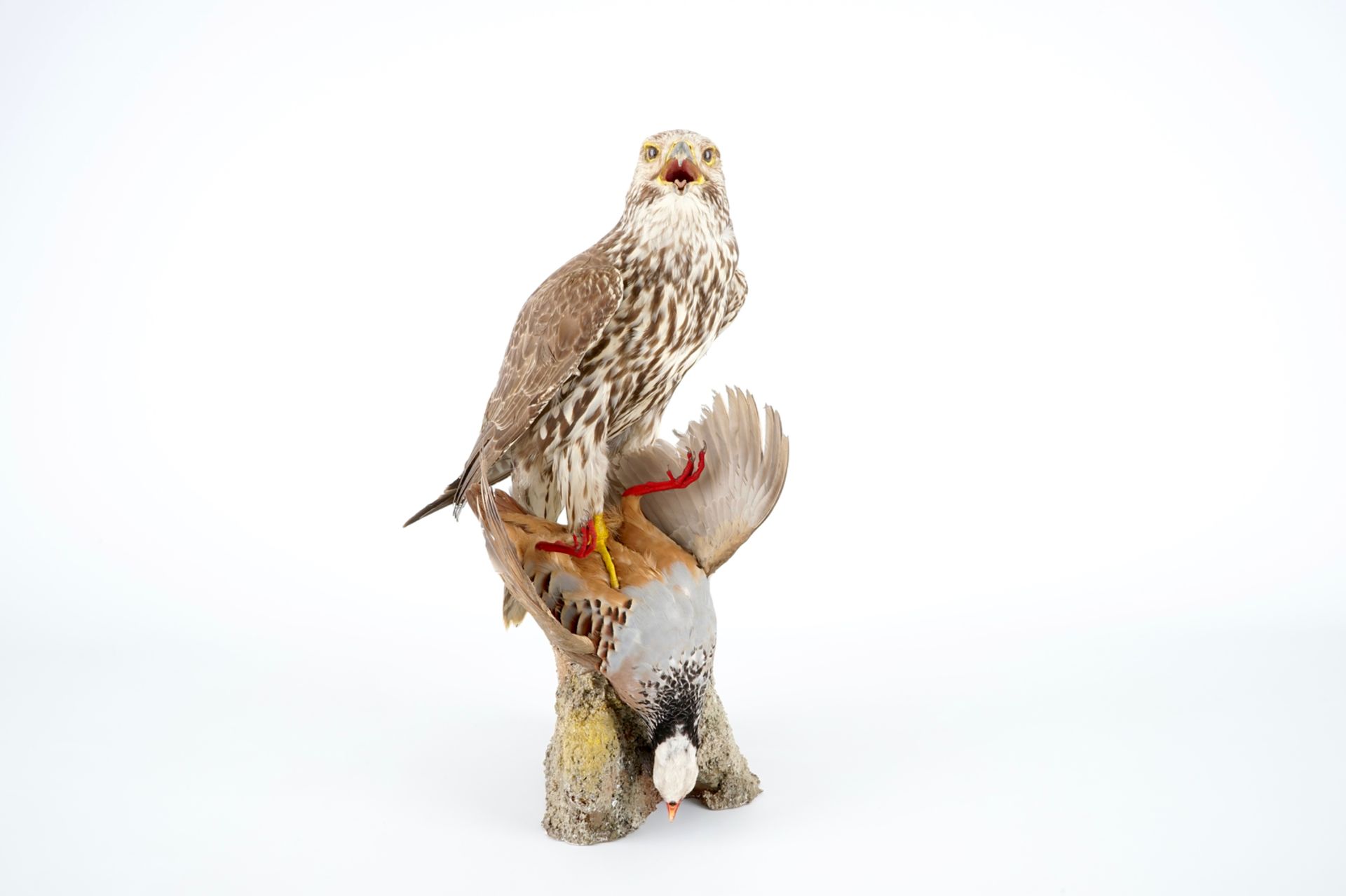 A saker falcon with a rock partridge as its prey, modern taxidermy H.: 52 cm Condition reports and - Image 6 of 8