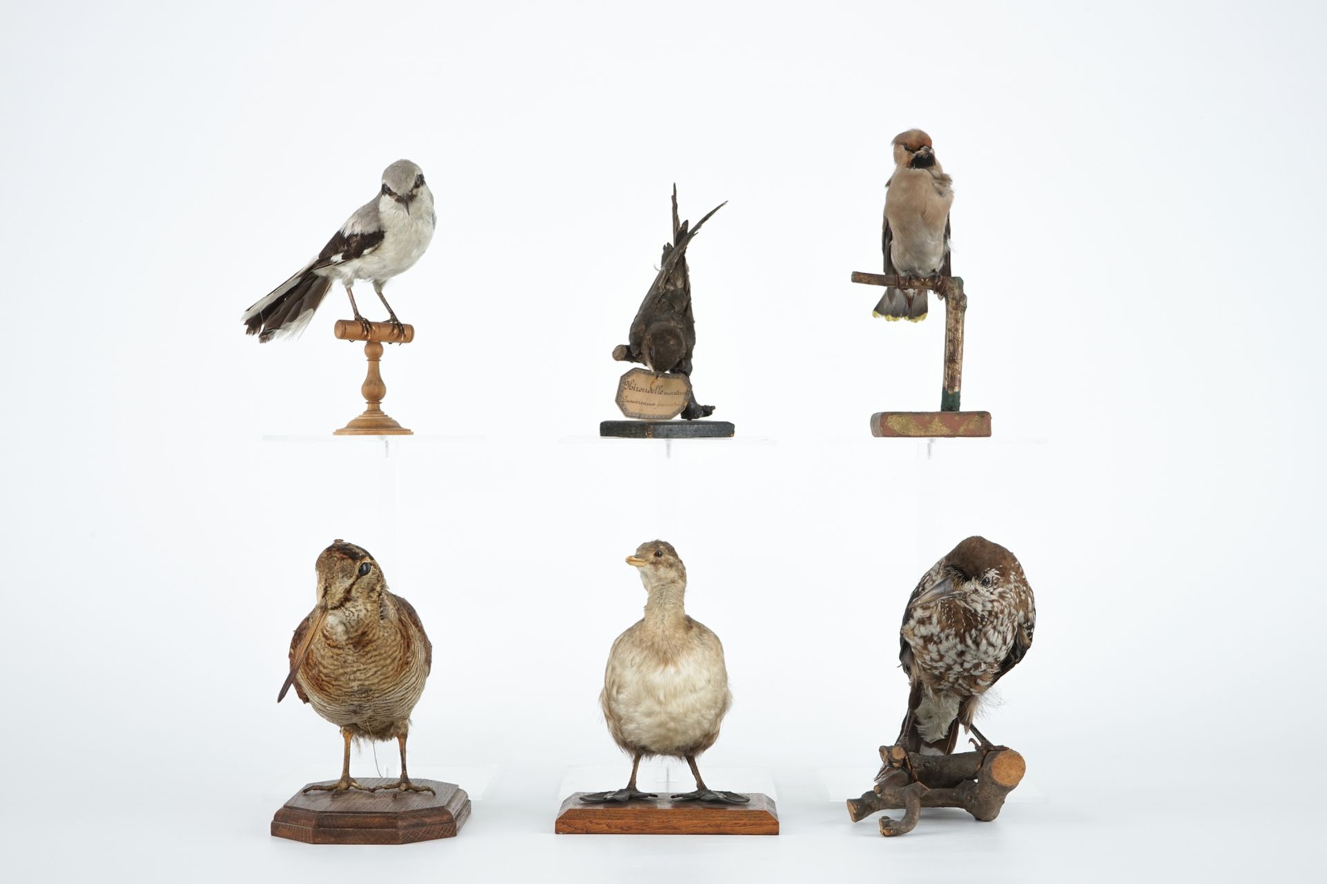 Six European birds, taxidermy, 19/20th C. H.: 22,5 cm (the tallest) Condition reports and high - Image 2 of 6