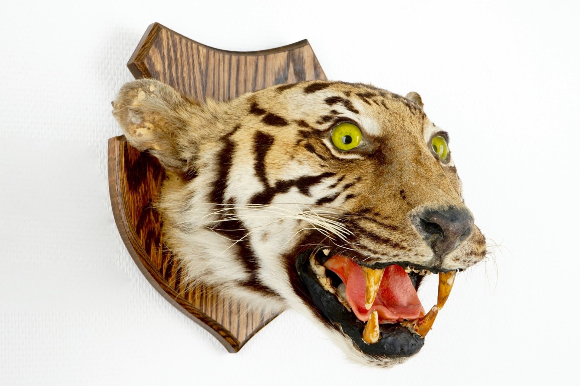 A tiger's head mounted on wood, taxidermy, 1st half 20th C. H.: 32 cm - D.: 37,5 cm Condition - Image 2 of 6