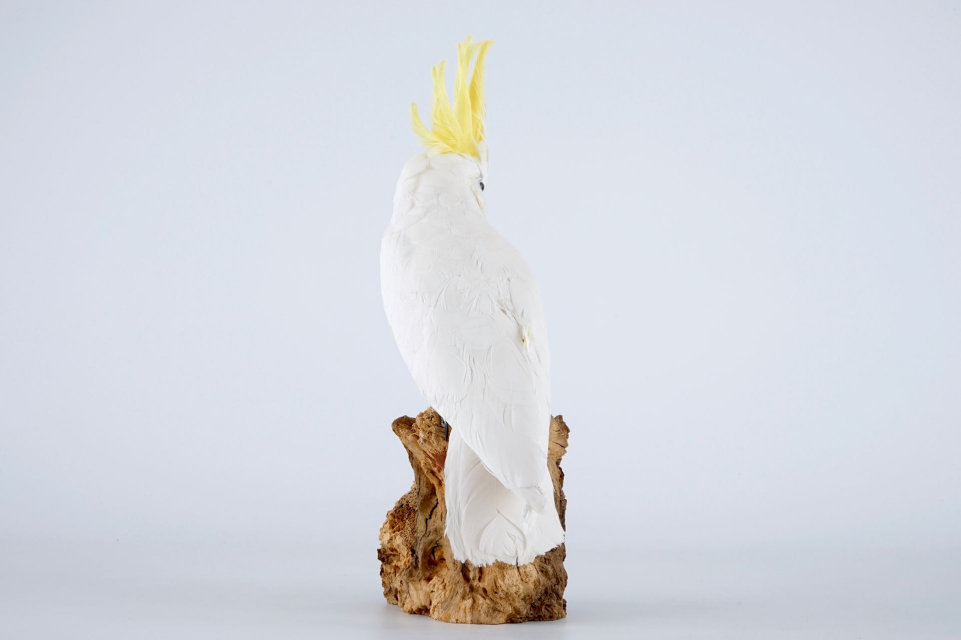 A sulphur-crested cockatoo, modern taxidermy H.: 47 cm Cacatua sulphurea, mounted on wood. With ring - Image 4 of 7