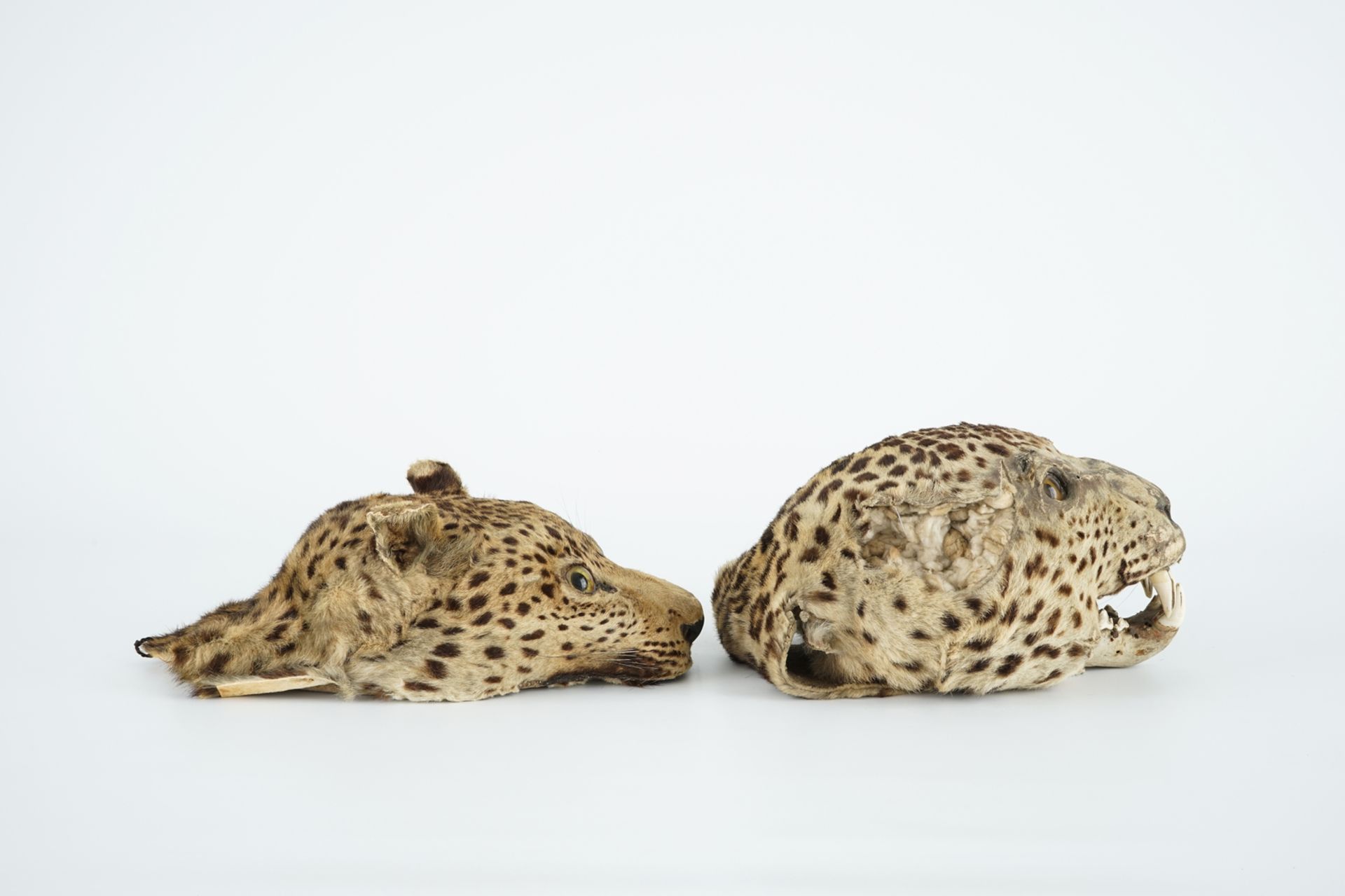 Two antique taxidermy panther's heads, 19th C. H.: 13 cm Condition reports and high resolution - Image 4 of 5