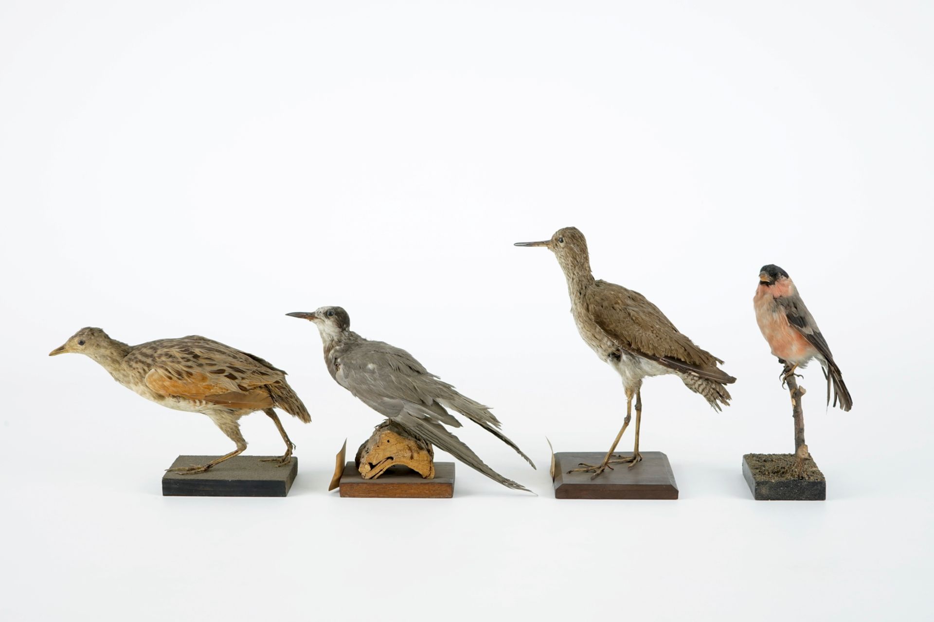 A collection of 20 birds and a nest, taxidermy, 19/20th C. H.: 23,5 cm (the tallest) Several - Image 17 of 21