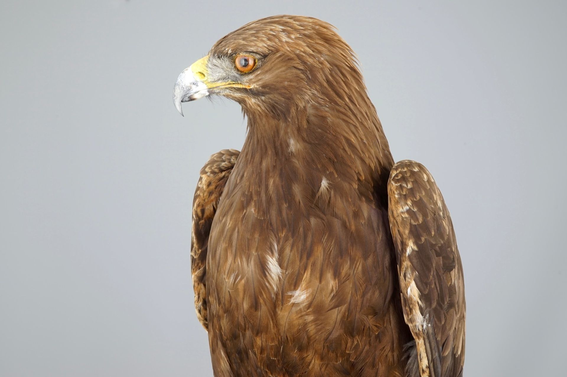 A golden eagle, presented standing on a rock, modern taxidermy CITES incl.     Condition reports and - Image 8 of 11