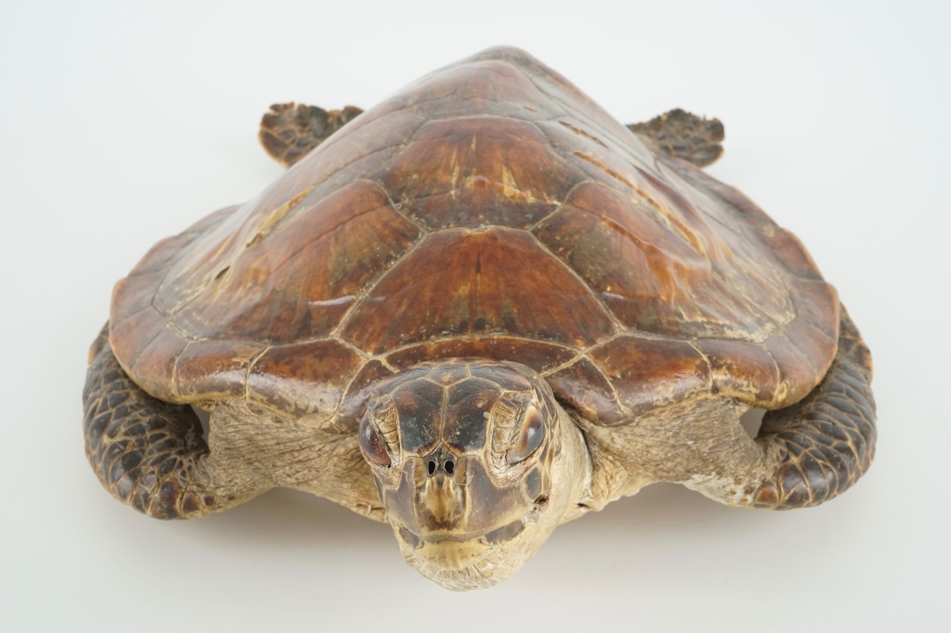 An old sea turtle, taxidermy, 19/20th C. Dim.: 50 x 33,5 cm Condition reports and high resolution - Image 3 of 10