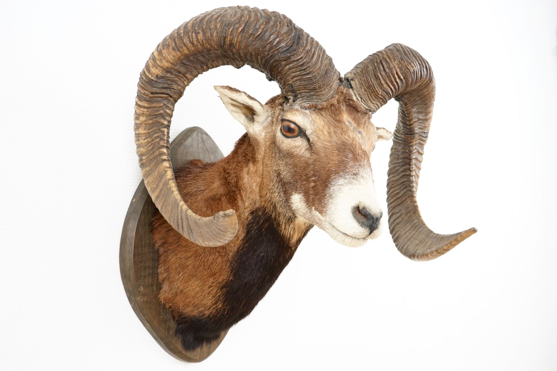 A bust of a mouflon, mounted on wood, taxidermy, late 20th C. L.: 44 cm - H.: 55 cm Condition