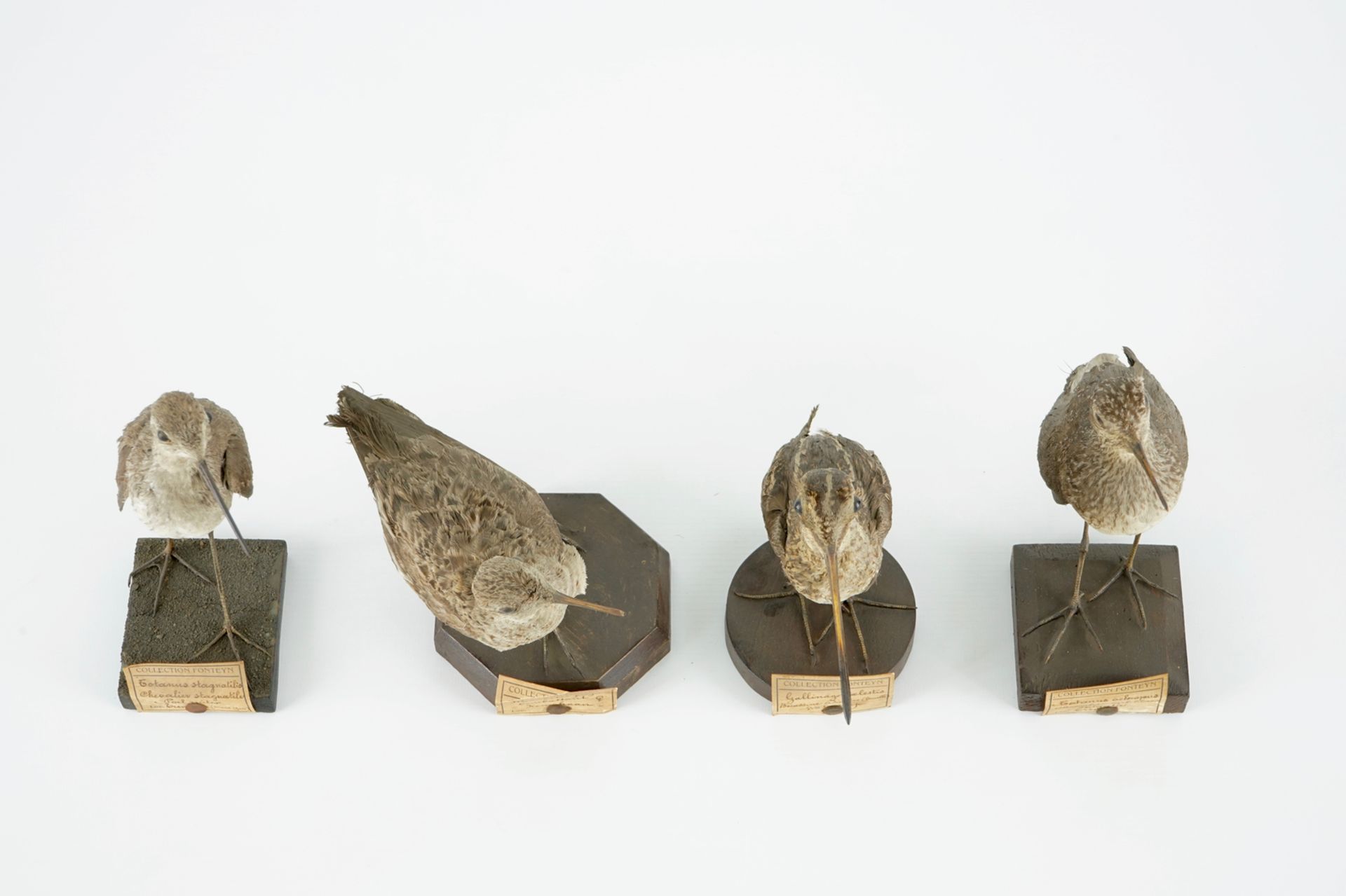 A collection of 20 birds and a nest, taxidermy, 19/20th C. H.: 23,5 cm (the tallest) Several - Image 11 of 21