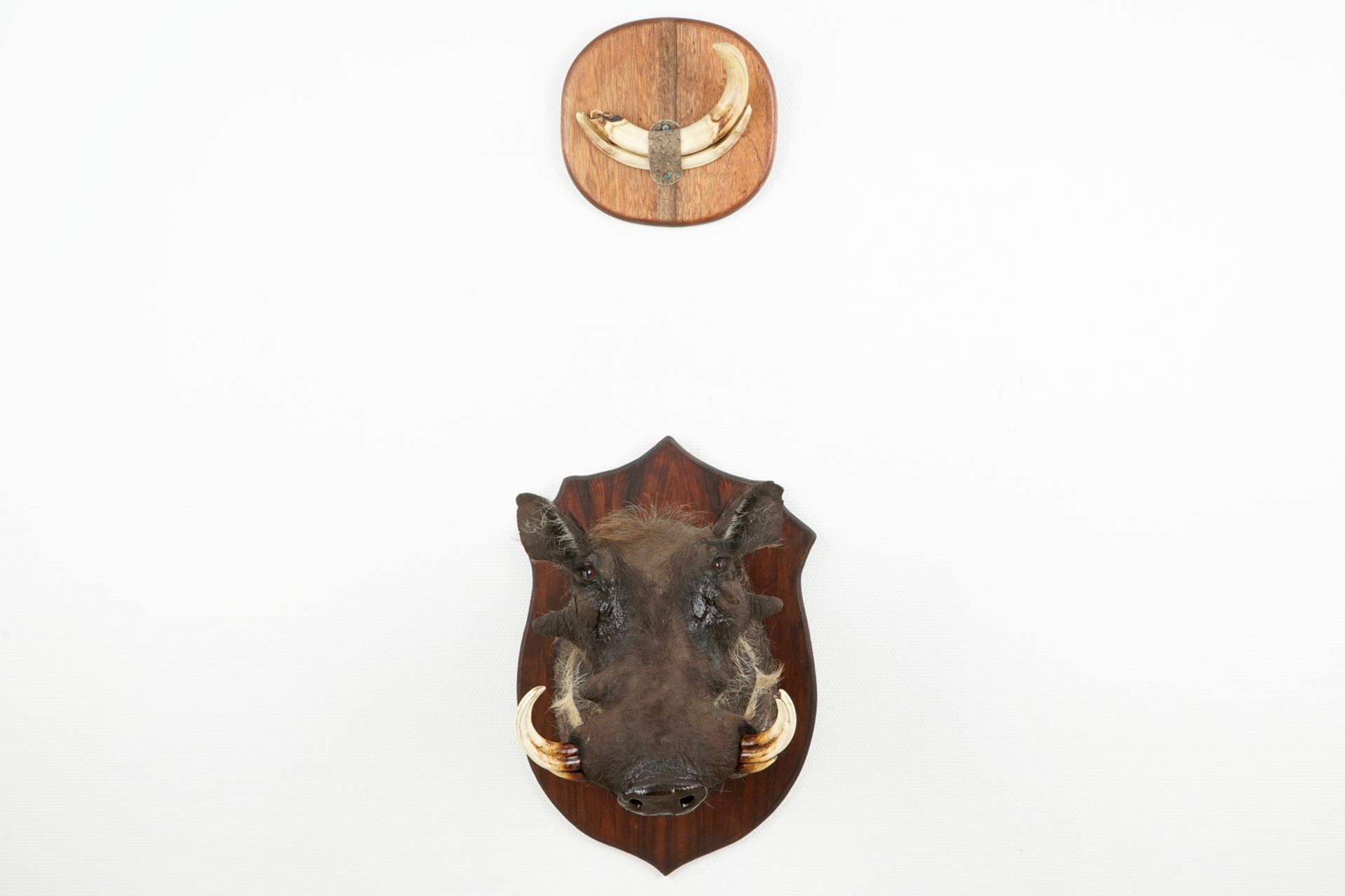 An African boar's head and hunting trophy, modern taxidermy H.: 51 cm - D.: 51 cm (the boar's - Image 7 of 10