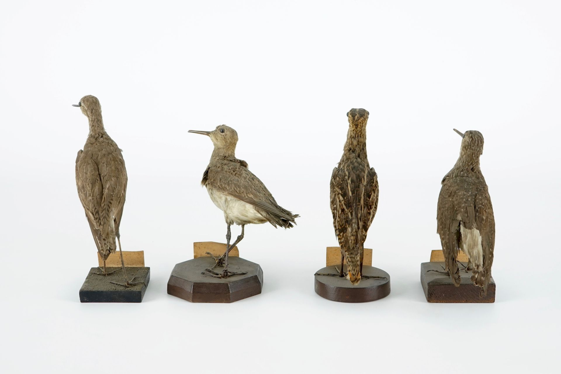 A collection of 20 birds and a nest, taxidermy, 19/20th C. H.: 23,5 cm (the tallest) Several - Image 10 of 21