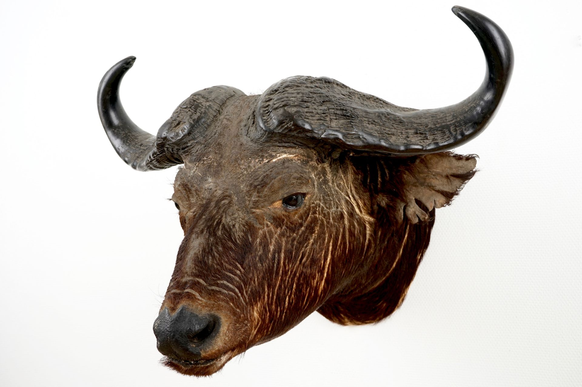 A head of a European bison, taxidermy, 2nd half 20th C. H.: 67 cm - L.: 64 cm Condition reports - Image 3 of 5