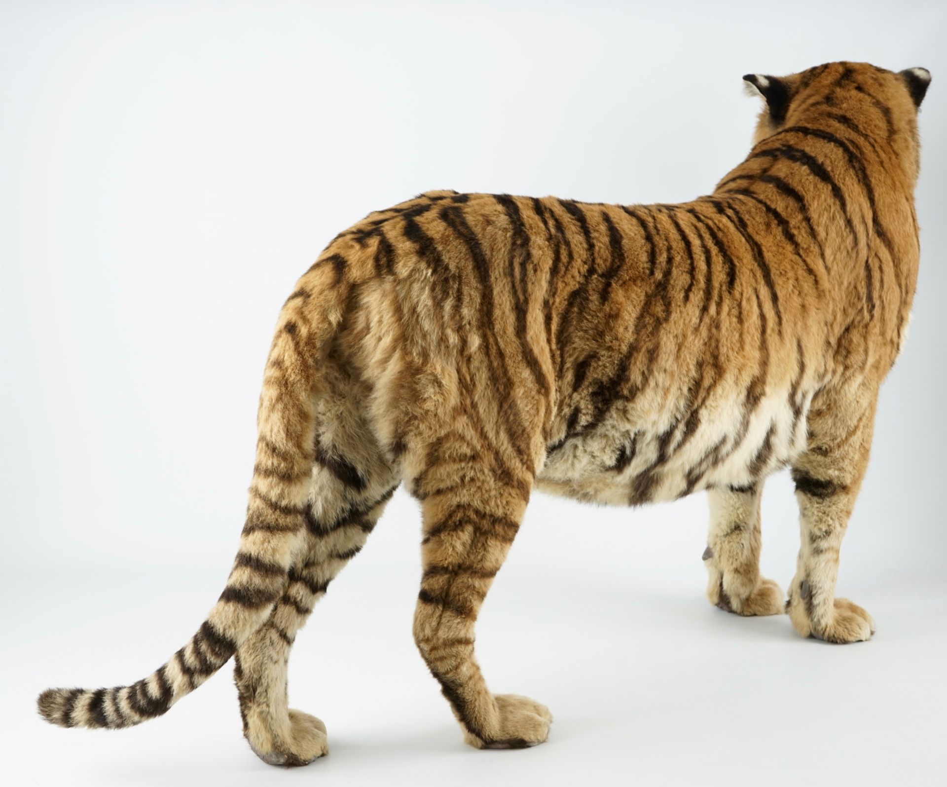 A Bengal tiger, presented standing, recent taxidermy L.: 168 cm - H.: 97 cm Of very good quality. - Image 3 of 9