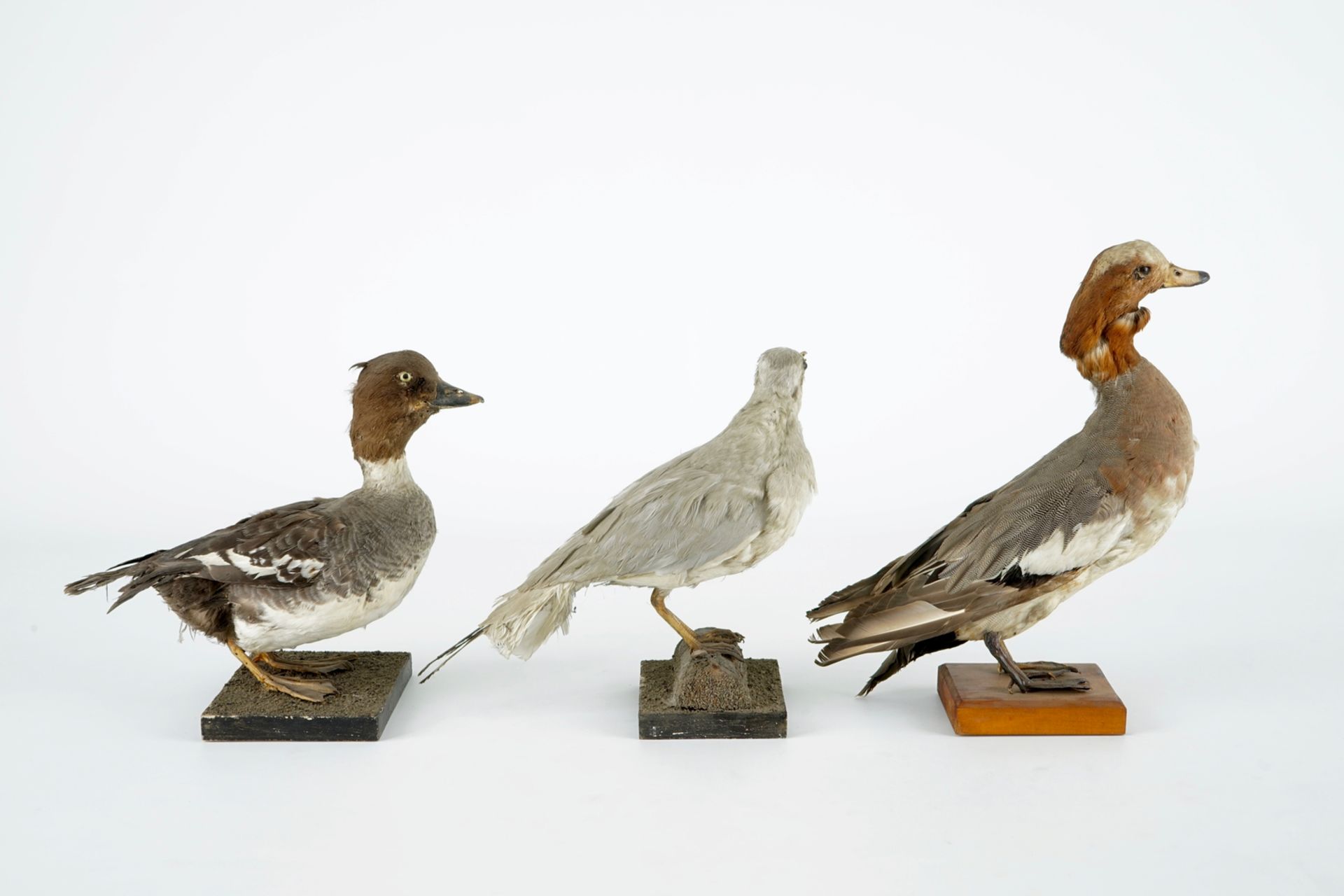 A collection of 15 birds, taxidermy, 19/20th C. H.: 33 cm (the tallest) Several labelled "Collection - Image 17 of 21