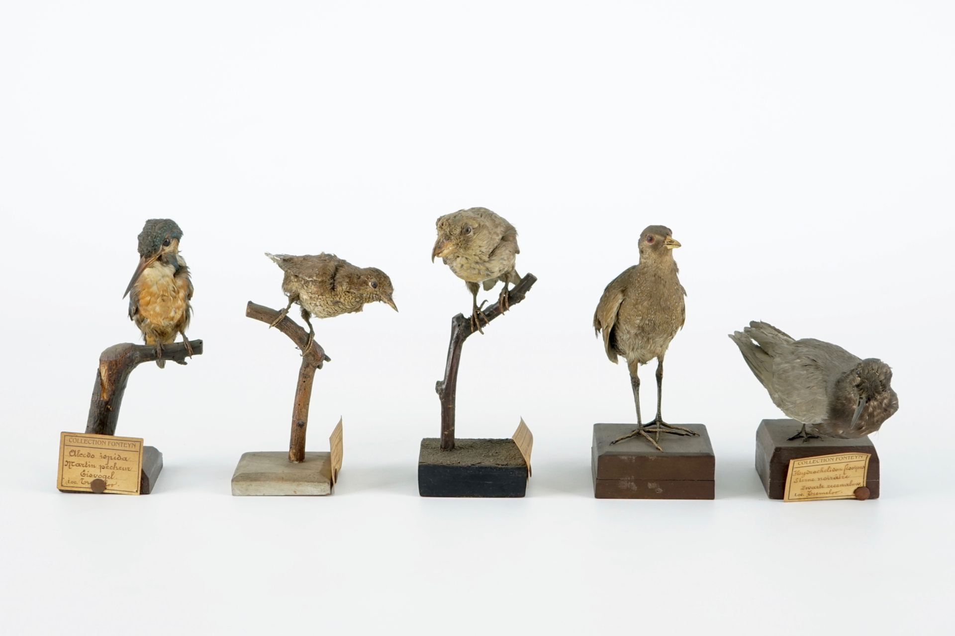 A collection of 20 birds and a nest, taxidermy, 19/20th C. H.: 23,5 cm (the tallest) Several - Image 13 of 21